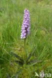 Gevlekte orchis (Dactylorhiza maculata)