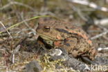 Common Toad (Bufo bufo)