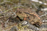 Gewone pad (Bufo bufo)