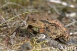 Gewone pad (Bufo bufo)