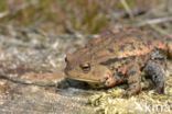 Gewone pad (Bufo bufo)