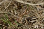 Gladde slang (Coronella austriaca)