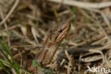 Smooth Snake (Coronella austriaca)