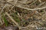 Smooth Snake (Coronella austriaca)