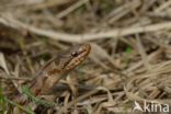 Smooth Snake (Coronella austriaca)