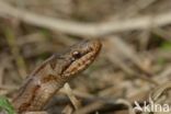 Smooth Snake (Coronella austriaca)