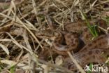 Smooth Snake (Coronella austriaca)