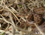 Gladde slang (Coronella austriaca)