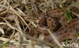 Smooth Snake (Coronella austriaca)