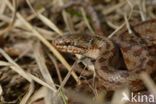 Smooth Snake (Coronella austriaca)