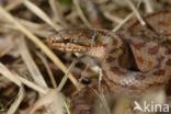 Gladde slang (Coronella austriaca)