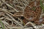 Smooth Snake (Coronella austriaca)