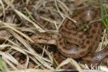 Smooth Snake (Coronella austriaca)