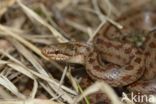 Smooth Snake (Coronella austriaca)