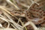 Smooth Snake (Coronella austriaca)