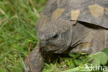 Griekse landschildpad (Testudo hermanni)