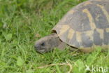 Griekse landschildpad (Testudo hermanni)