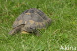 Griekse landschildpad (Testudo hermanni)