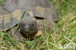 Griekse landschildpad (Testudo hermanni)