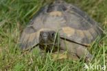 Griekse landschildpad (Testudo hermanni)