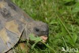 Griekse landschildpad (Testudo hermanni)