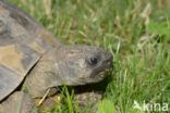 Hermann s tortoise (Testudo hermanni)