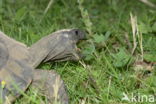 Griekse landschildpad (Testudo hermanni)