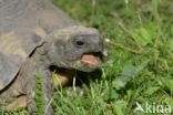 Griekse landschildpad (Testudo hermanni)