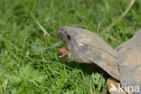 Hermann s tortoise (Testudo hermanni)