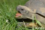 Hermann s tortoise (Testudo hermanni)