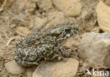 Green toad (Bufo viridis)