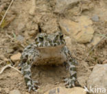 Green toad (Bufo viridis)