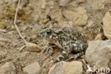 Green toad (Bufo viridis)