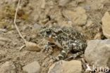 Groene pad (Bufo viridis)