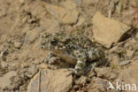 Green toad (Bufo viridis)