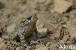 Green toad (Bufo viridis)