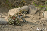 Green toad (Bufo viridis)