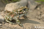 Groene pad (Bufo viridis)