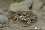 Groene pad (Bufo viridis)