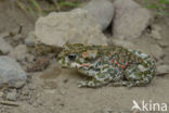 Groene pad (Bufo viridis)