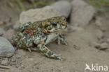 Groene pad (Bufo viridis)