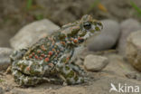 Green toad (Bufo viridis)