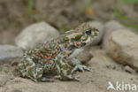 Groene pad (Bufo viridis)