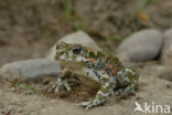 Green toad (Bufo viridis)