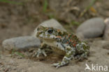 Groene pad (Bufo viridis)