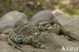 Green toad (Bufo viridis)