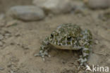 Groene pad (Bufo viridis)