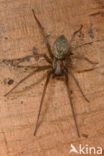 Common House Spider (Tegenaria domestica)