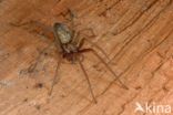 Common House Spider (Tegenaria domestica)