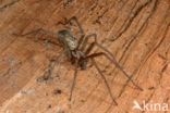 Common House Spider (Tegenaria domestica)